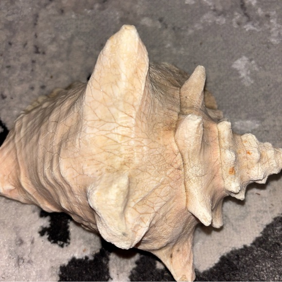 Natural Conch Shell Decor - Picture 4 of 5